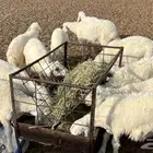 بهم حري خرفان