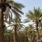 70 نخله صفري شمال بيشه