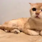 للتبني سكوتش فولد برسوم 200 ريال