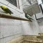 اجوز عصافير بعيالهم