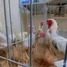 دجاج فارسي حجازي