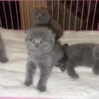 قطة سكوتش فولد