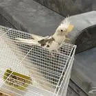 كروان اليف هولندي