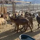 طليان سواكنى جذعان مرابي