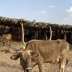 بقرة مسوح لقحه في شهرها السابع ونحلبها لين تلد ونفسها زينه