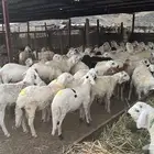 سواكن بيض
