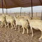 رخال حرية حرش عدد 30 بلفحل