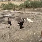 دجاج باكستاني