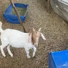 تيس فل شحم عمره 5 شهور