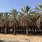 محصول تمر برني