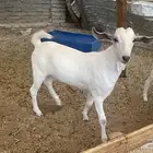 تيس بيشي مخصي فل شحم