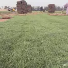 نجيلة طبيعي درجة اولى