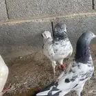 زوجين حمام بكستاني و حب الرمان