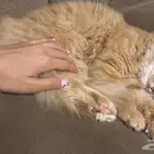 قط للتبني