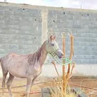 مهر شعبي كفو