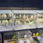 وصول دفعة كروان أوروبي