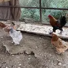 دجاج براهما