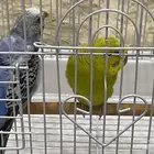 طيور البادجي   سبب البيع عندي حساسيه