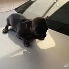 شيواو انثى تي كب مطلوب