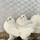 حمام رقاص منتج
