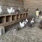 حمام كنق سوبر جانبو