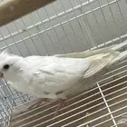 ذكر رسسيف ساينمون بيرل