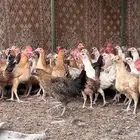 يوجد بط بح ويوجد بط بكيني و دجاج