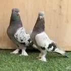 حمام تركي