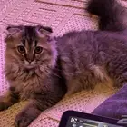 قط شيرازي للبيع
