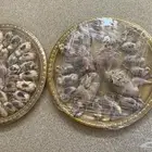 طيور دخل طيور تين