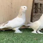 حمام تركي الفين