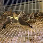 عرض 50 حبه زيبرا الحبه 20 ريال فقط الحق