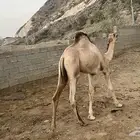 قعدان سمان على لبن امهاتهم