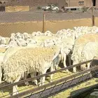 ضان حرش بفحول صنف