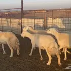 5 غنم حريات طيبات واشباب