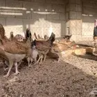 فروخ - بشاير - دجاج بلدي