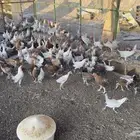 صوص بلدي وفيومي سوبر قولد عمر 3 شهور
