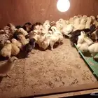 صوص بلدي
