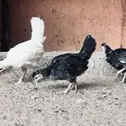 دجاج عربي افرق ب170 للبيع في بيشة