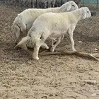 فحل حري