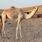 بكره حره