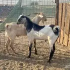 تيوس بيشيه للبيع