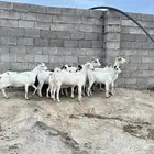معزا دفيع حصيب كفو