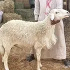 فحل حري شرط قريع