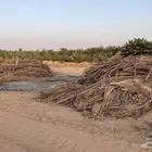 جريد نخل - سعف النخيل