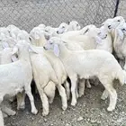 بهم طليان ورخال