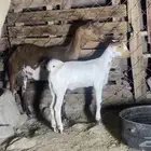 عنز جنوبيه بولدها كبير