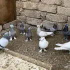 حمام تركي
