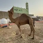 للبيع بعير ساحلي احمر شاق الناب