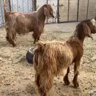 فحل عارضي ومشروع فحل عارضي